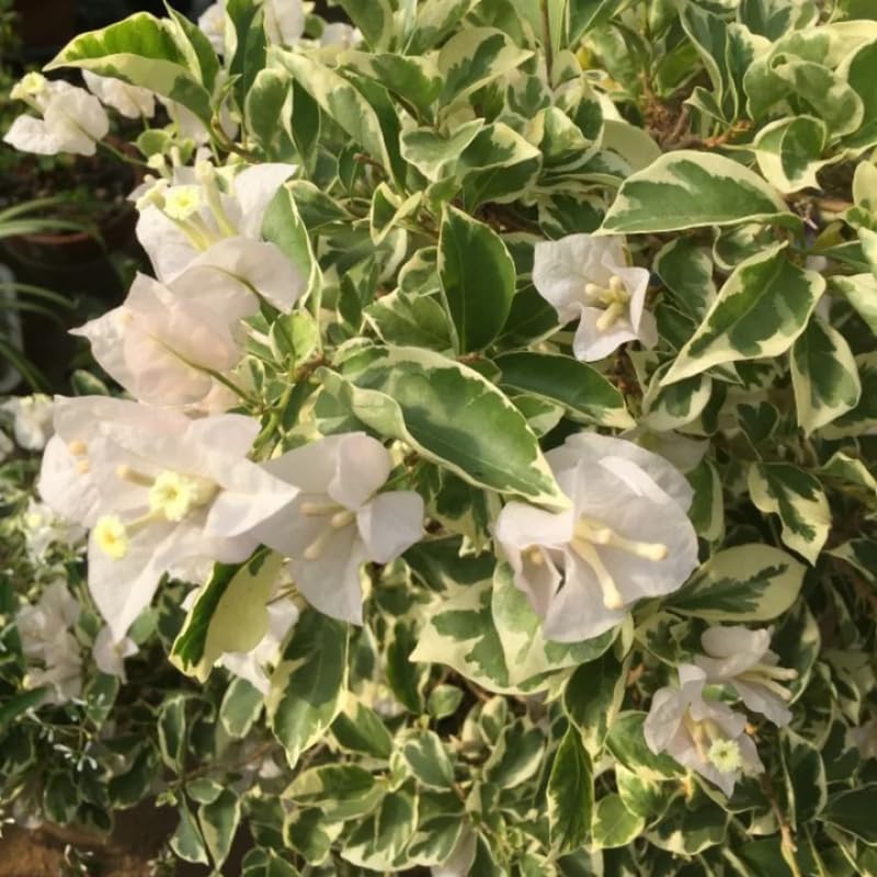 3 Bougainvillea Vine Plants, Bougainvillea Plants Live for Outdoor Landscaping and Containers, 4-7 Inch Tall Well-Rooted, No Pot (White Bougainvillea)