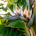 Set 2 White Bird of Paradise Live Plants, Tropical Indoor and Outdoor Ornamental Plant, 4-7 Inch Tall Well Rooted