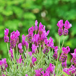 Set 2 Spanish Lavender Plants Live, Lavender Flower Plant, 5 to 7 Inc Tall Gardening Indoor, Outdoor