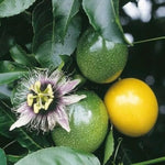 Passion Fruit Plant Live, Passion Fruit Tree Live Plant, Yellow Passionfruit Vine 4 to 6Inc Long
