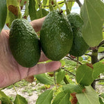 Live High-Yielding Avocado Tree Plant in 3 Gallon Pot, Cold Hardy Avocado Tree 2-3 Ft Tall, Ready to Bear Fruits