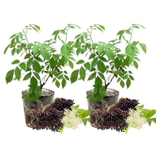 2 Black Elderberry Bushes Live Plants, Perennial Berry Bush, 6-12 Inch Tall
