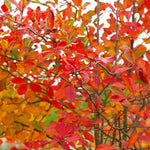 Serviceberry Tree Live Plant in Quart Pot, 10-16 Inches Tall, Serviceberry Plant for Outdoor Planting, Hardy Fruit and Ornamental Tree