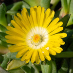 Delosperma Ice Plant Live in 4'' Pot, Hardy, Low-Maintenance Flowering Succulent Groundcover for Outdoor Gardens and Containers (Yellow Ice Plant)