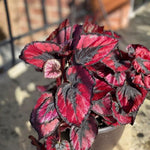 Red Begonia Plant Live 4-6 Inches, Starter Begonia Well Rooted, Colorful Foliage Plant for Indoor Decor and Patio Pots