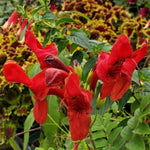 2 Red Cape Honeysuckle Plants Live for Planting, Fragrant, Easy to Grow, Perfect for Landscaping, No Pot, Ideal for Trellises Fences, Climbing or Bush, Rooted Cutting 8-12", Dormant No Leaf