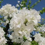2 Bougainvillea Live Plants, Tropical Bougainvillea Flowering Vine, Fast Growing Outdoor and Container Plant, 4-8'' Tall (White Blooms)
