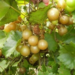 2 Bronze Muscadine Grape Live Plants, Cold Hardy Grape Vines 4-8" Tall for Garden or Vineyard Growing
