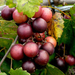 2 Rare Grape Vines Live Plants, Sweet Starter Grapevine from 5 to 8 Inches in Tall, Easy to Grow Indoor Outdoor, No Pot (Black Muscadine)