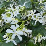 Jasmine Live Plant 4–8″ Tall, Jasmines Flower Vine, Fragrant White Blooms, Outdoor or Container Growing (Star Jasmine)