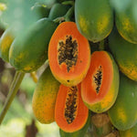 Papaya Tree Live Plant in 4'' Pot, 5–10 inch Tall, Tropical Fruit Tree for Outdoor Garden