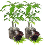 2 Black Elderberry Plants Live for Planting, 6 to 12 Inch Tall, American Elderberries Bush, Sweet Fruit Tree
