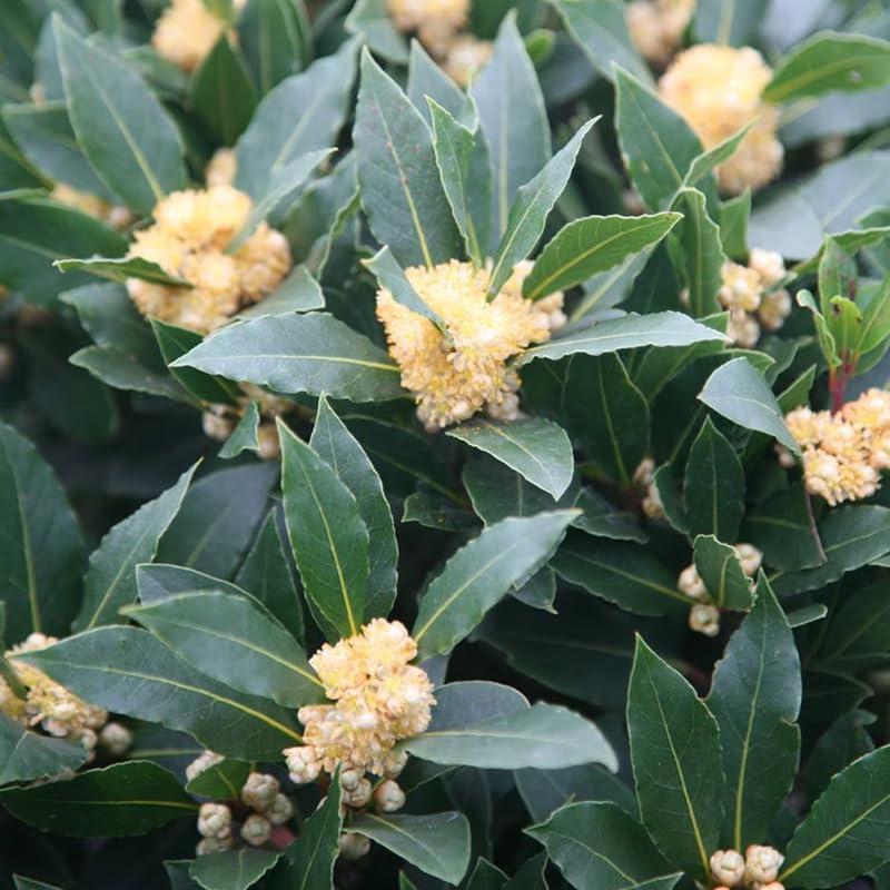 Laurus Nobilis Live Plant, Bay Leaf Tree, Fragrant, Bare Root, 4 to 7 Inc Well-Rooted, Bay Laurel Sweet Bay Live Plant for Planting