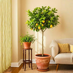 Grafted Meyer Lemon Tree Live 1.5-2 Ft Tall, Citrus Fruit Tree for Patio Containers, Backyard and Indoor Growing, Fruit Bearing Lemon Trees