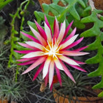 Fishbone Cactus Live Plant in 4'' Pot, Pink Epiphyllum Flower Cactus Houseplant Well Rooted, Unique Trailing Succulent for Planting