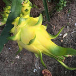 Yellow Dragon Fruit Plant Live, Live Dragon Fruit Plant, Between 4 and 6 Inches Tall, Dragon Fruit Live Plant for Garden, Dragon Fruit Tree Live Plant