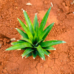Pineapple Plant, Gold Pineapple Plants Live, Well Rooted from 4 to 6 Inches Tall, Tropical Sweet Fruit Seedling for Outdoor Gardening
