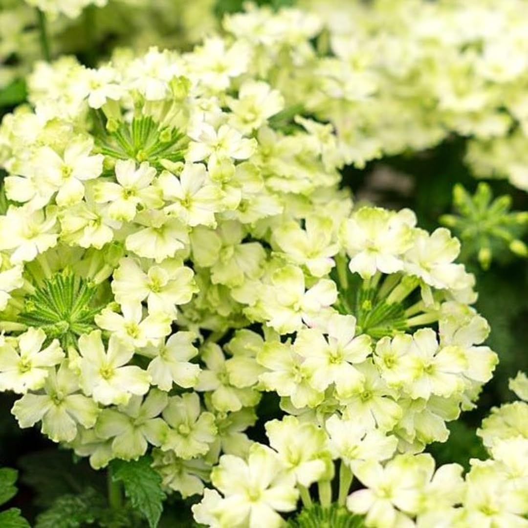 Pack 2 Lime Perennial Verbena Plants, Lime Green Verbena Live Plants, Verbena Flower Trailing Plants Live for Planting, Verbena Plants in Zones 7 to 11