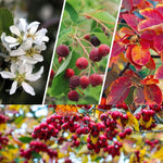 1 Year Old Serviceberry Tree Live Plant, Size 12-18 Inches in Tall in Quart Pot, Domant in Winter, Very Hardy