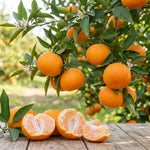 Satsuma Mandarin Tree Live Plant in 1 Gallon, Citrus Fruit Tree, Sweet Mandarin Orange Plant, Easy Growing Sweet Fruit Plant for Patio and Garden