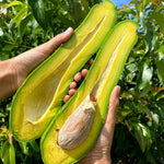 Live Long Avocado Tree Plant in 3 Gallon Pot, Cold Hardy Avocado Tree 2-3 Ft Tall, Ready to Bear Fruits