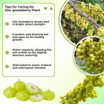 Star Gooseberry Plants Live 1 to 1.5 Feet Tall in 1 Gallon Pot, Gooseberry Bush Live Plants, Perennial Fruit Plant for Outdoor Growing