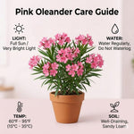 3 Pink Oleander Plants Live, 4 to 6 Inches Tall, Live Oleander Plants, Well Rooted for Gardening Indoor Outdoor
