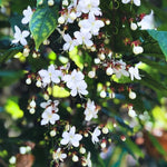 Pack 4 Clerodendrum Bleeding Heart Plants Live, 5-10 Inch Tall, Clerodendrum Bleeding Heart Vine, Bell Shaped Flowers (Clerodendrum Wallichii Smithianum)
