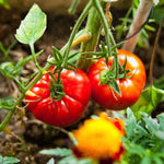 2 Bigbeef Tomato Plants Live, 4-8 Inch Tall, Tomato Live Plants Well-Rooted for Garden