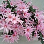Pack of 2 Pink Easter Cactus Plants, Holiday Cactus Flower Plant Succulent, Size 4 to 7 Inch, Without Pot, Easter Cactus Live Plant