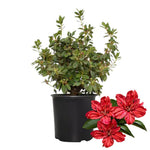 Red Azalea Plants Live Tree for Outdoor Growing, 9 Months Old Starter Size, Azaleas Rhododendron Flower Vibrant Color Spring Planting