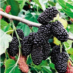 Set of 2 Dwarf Everbearing Mulberry Trees Live Plants, Starter 4-6 Inches Tall, No Pot, Mulberry Bush Fruit for Outdoor Growing, Cold Hardy