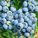 1 Blueberry Bush Live Plant 5 to 9 Inch Tall, Blueberry Plant Live for Planting, Sweet Blueberries Fruit Tree Live Plant (Misty Blueberry)