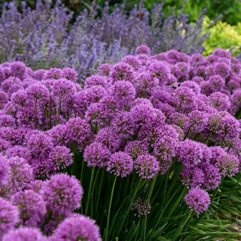 6 Purple Allium Bulbs, Ornamental Flower Bulbs for Planting, Garden Flower Bulbs for Landscape Beds, Borders or Outdoor Gardens