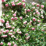 Climbing Roses Live Plants, Well Rooted 5-9" Tall, No Leaf, Ready to Plant Indoor Outdoor, Climber Rose Bush, Hybrid Tea Rose Like, Very Fragrant, Long Bloomer (New Dawn Pink)