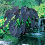 Colocasia Elephant Ears Live Plant, Alocasia Plant, Esculenta Taro Live Houseplant, 5-7 Inc Tall (Black Leaf and Stem)