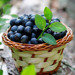 1 Blueberry Bush Live Plant 5 to 9 Inch Tall, Blueberry Plant Live for Planting, Sweet Blueberries Fruit Tree Live Plant (Sunshine Blueberry)