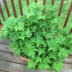 Live Citronella Plant, 4 Inch Pot, Fragrant Herb Leaves, Citronella Plants Live Potted for Growing, Indoor Outdoor Home Garden