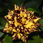 Deep Red and Yellow Striped Climbing Rose Live Plants Bushes Fragrant Well Rooted - No Leaf - Cut Back for Planting, No Pot, 5-9" Tall