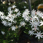 Jasmine Live Plant 4–8″ Tall, Jasmines Flower Vine, Fragrant White Blooms, Outdoor or Container Growing (Highly Fragrant Jasmine)
