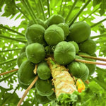 Live Papaya Tree Plant, Starter 5–10 Inch, Sweet Tropical Fruit Variety in 4” Pot, No CA