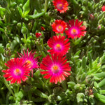 Delosperma Ice Plant Live in 4'' Pot, Hardy, Low-Maintenance Flowering Succulent Groundcover for Outdoor Gardens and Containers (Red Ice Plant)
