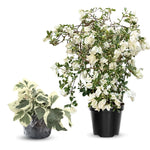 Bougainvillea Tree Live Plant, 5 to 9 Inches Tall, Outdoor Landscaping Trailing Flowering Vines for Trellis, Spring Garden (White)