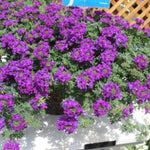 4 Purple Verbena Plants Live, 4-8” Tall, Hardy Perennial Groundcover, Long Blooming Purple Flower Plants for Outdoor Garden