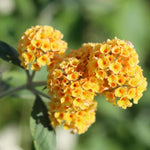 2 Butterfly Bush Live Plants, Yellow Buddleia Shrubs, 5–9 Inch Tall, Fragrant Flowering Shrubs, No Pot