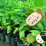 Soursop Tree Live Plant 8 Months Old No Pot, Tropical Annona Muricata Starter Plant, Very Fast-Growing, 5-9 Inches in Tall, No CA