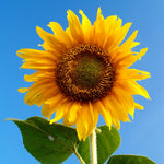 2 Starter Sunflower Live Plants for Planting, Very Fast-Growing for Year Round Blooming, 3-5 Inches in Tall