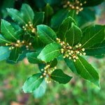 Bay Leaf Plant, Bay Leaf Tree Plant, Well Rooted, Bay Laurel Plant, Laurus Nobilis Live Plant, 3-5 Inc Tall, Fragrant Herb for Indoor Outdoor Planting