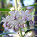 2 White Milkweed Plants Live Starter Size, 5-9" in Tall, Outdoor Planting, Spring Blooms, Cold Hardy, Perennial