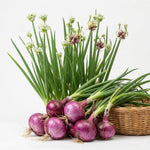 5 Walking Onion Plants, 2 Years Old Egyptian Walking Onion for Planting